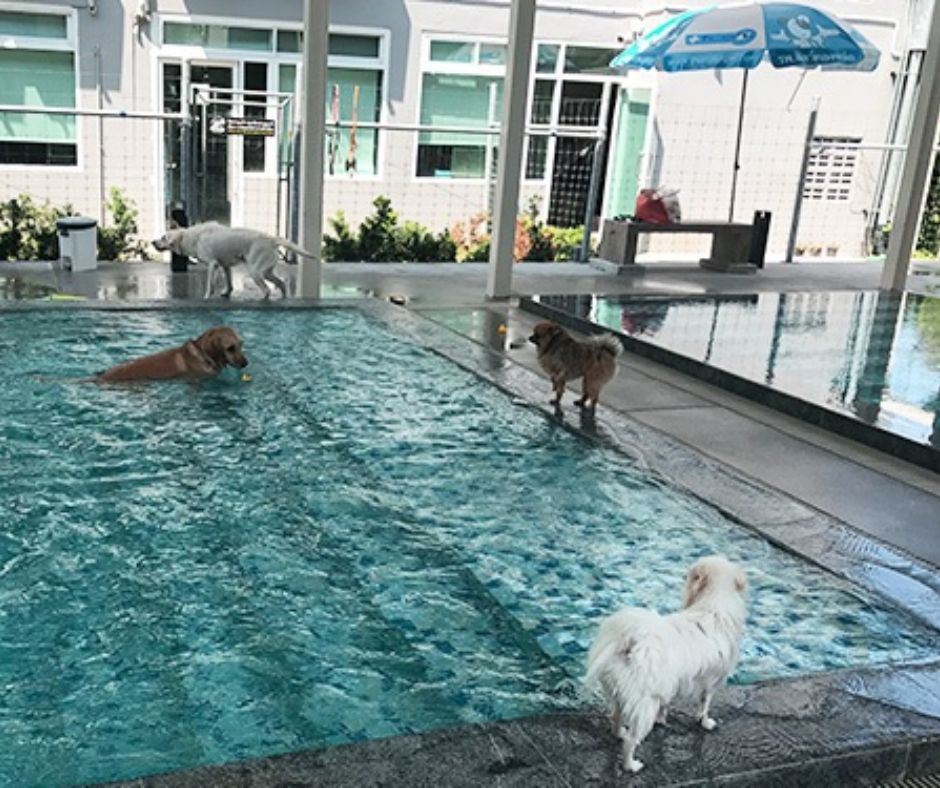 Dog Swimming Bangkok