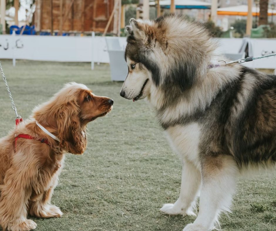 Dog Size Rules Bangkok