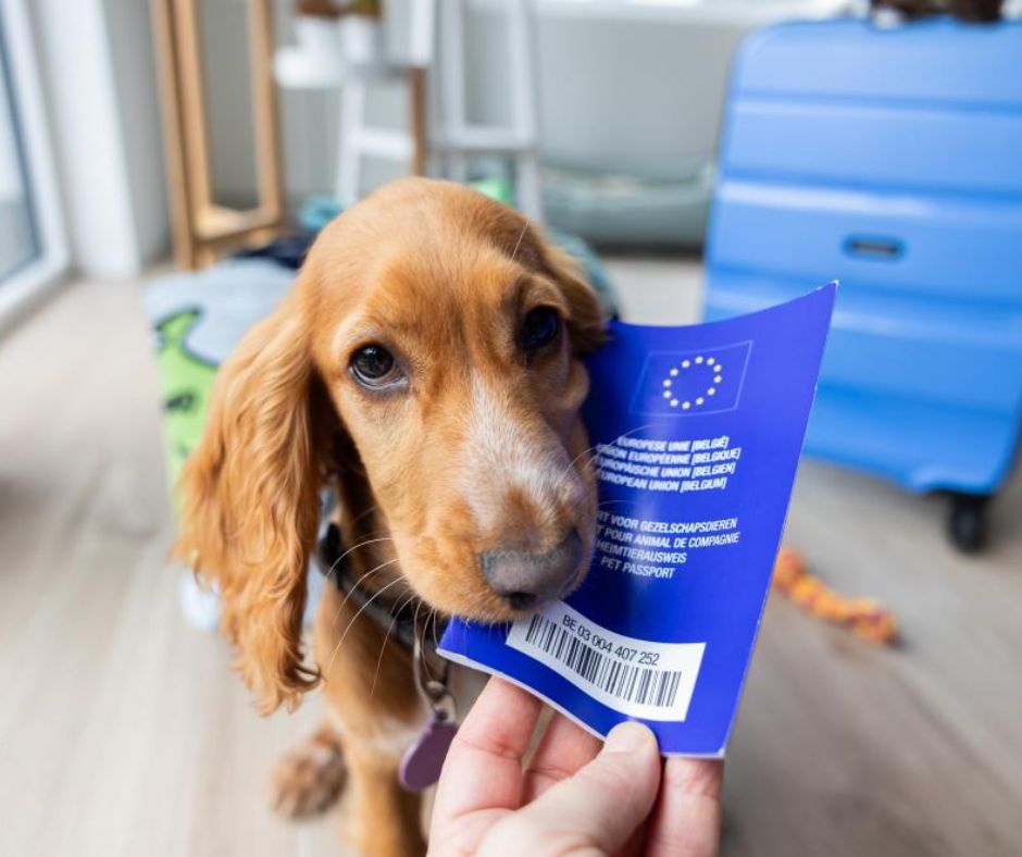 Pet Documents Thailand