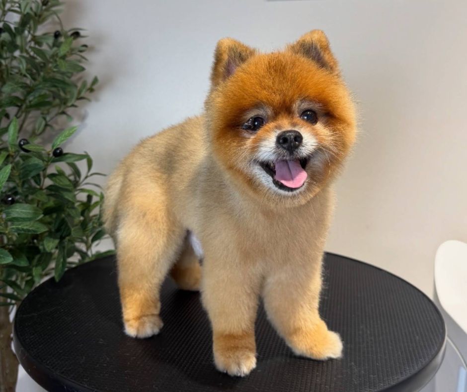 Pet Grooming Bangkok