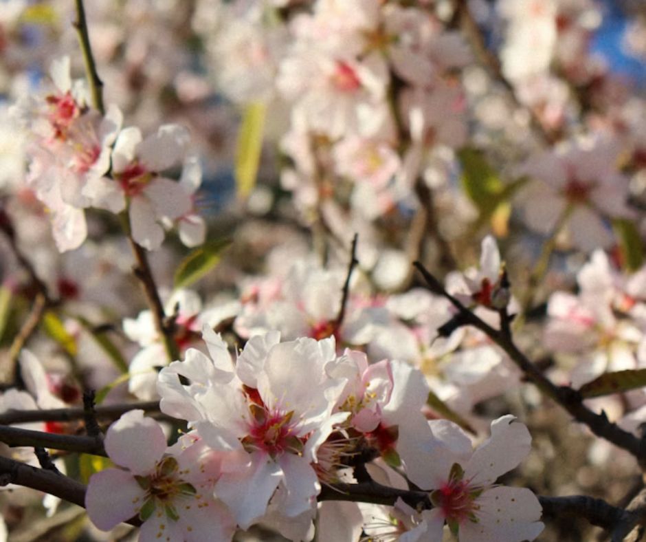 Almond Tree - Prunus dulcis