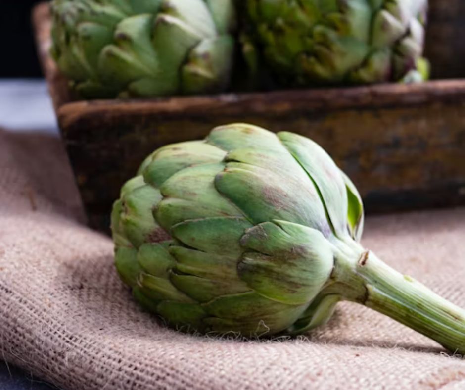 Artichoke - Cynara scolymus