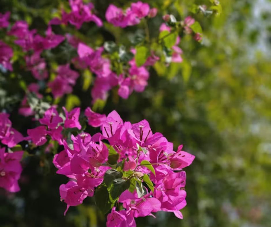 Bougainvillea