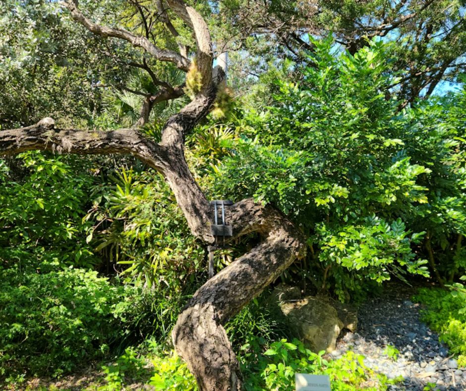 Carob Tree - Ceratonia siliqua