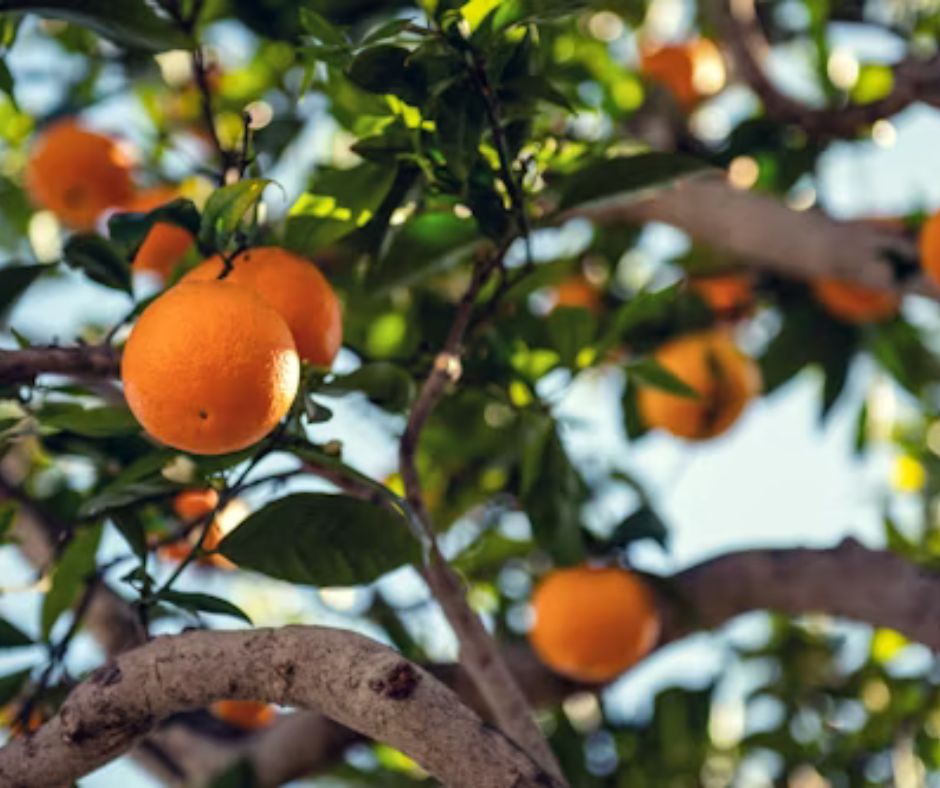 Citrus Tree - Orange/Lemon