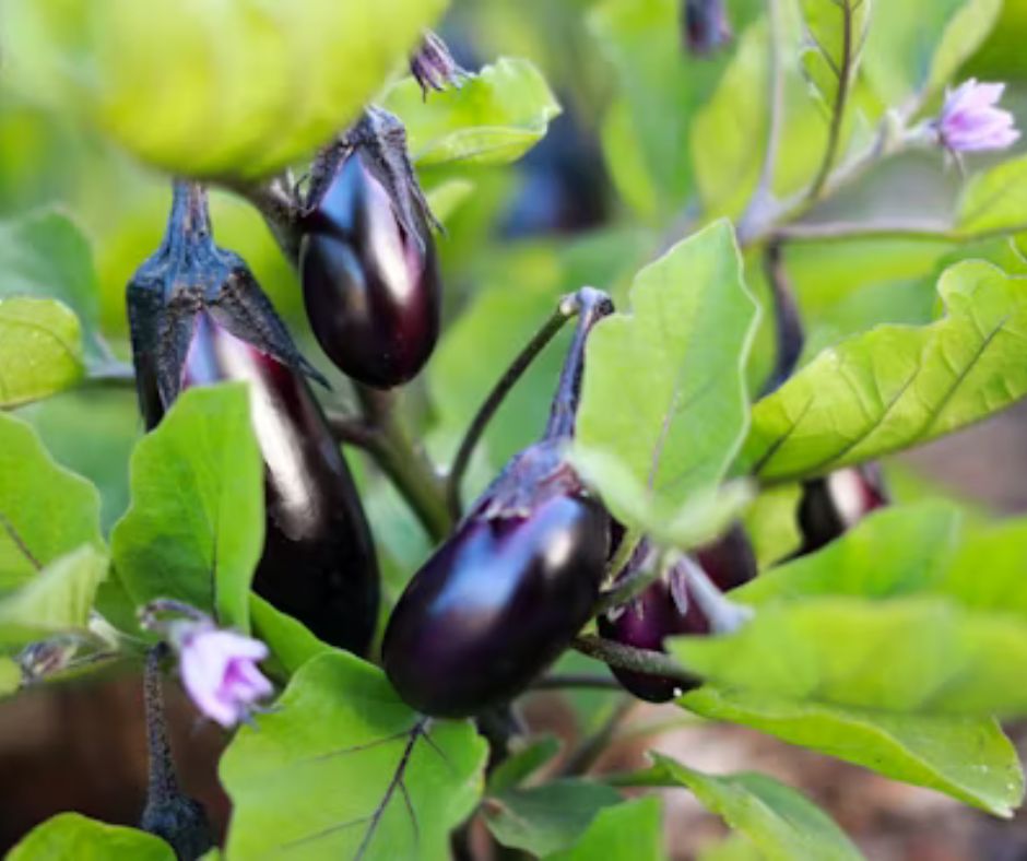 Eggplant - Solanum melongena