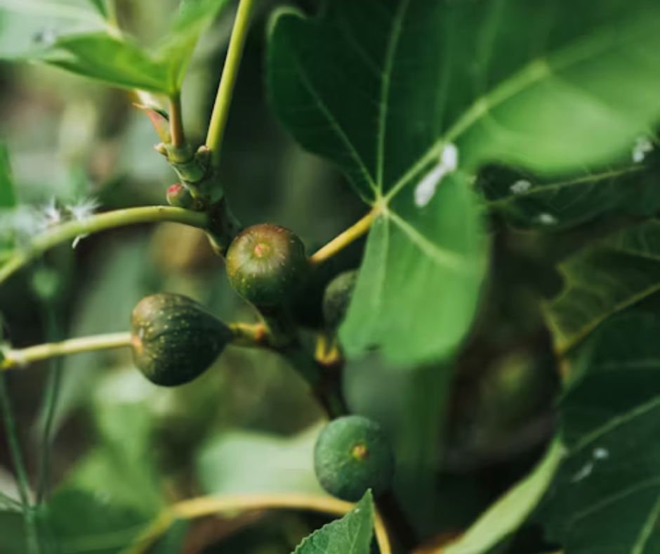 Fig Tree - Ficus carica