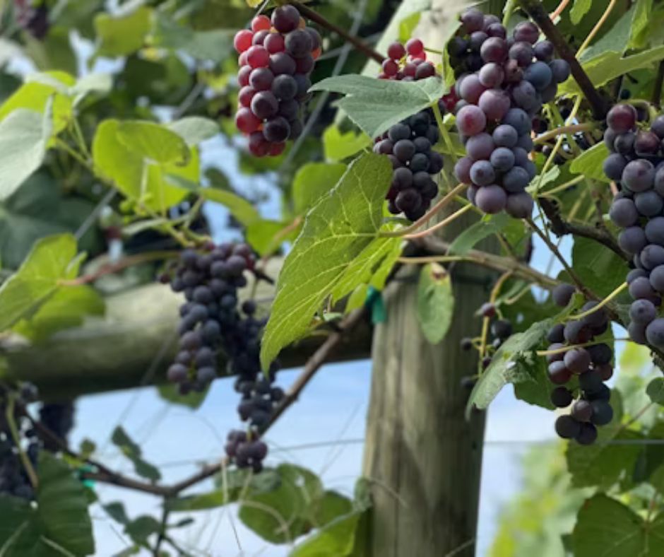 Grape Vine - Vitis vinifera