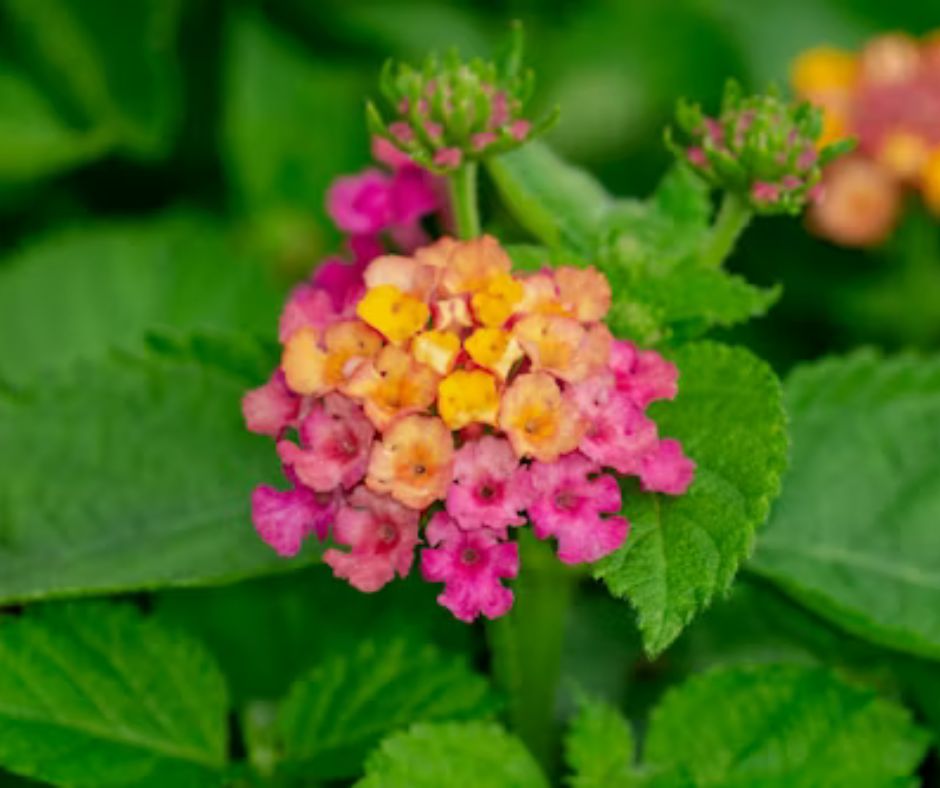 Lantana