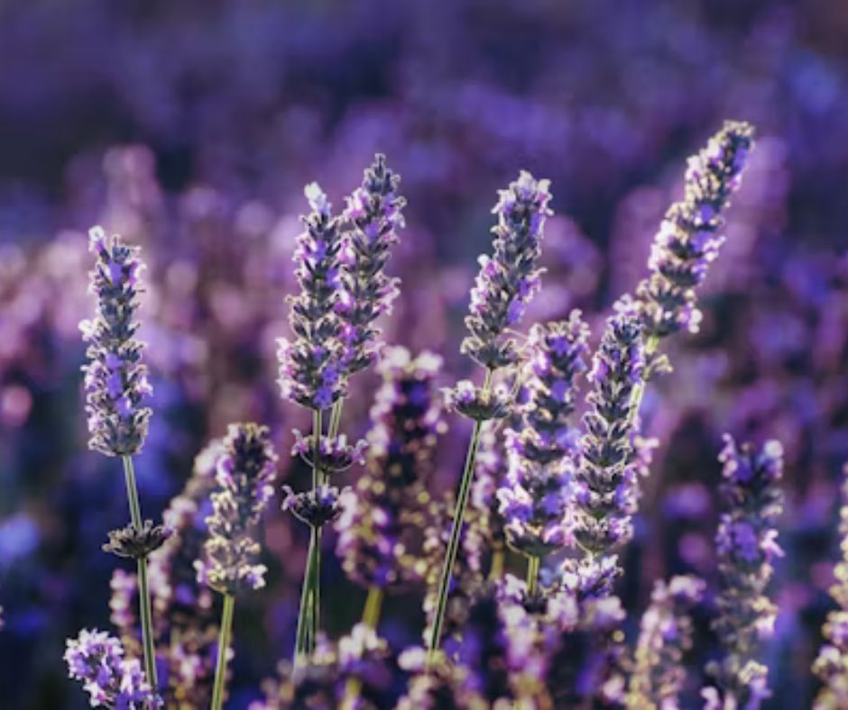 Lavender - Lavandula