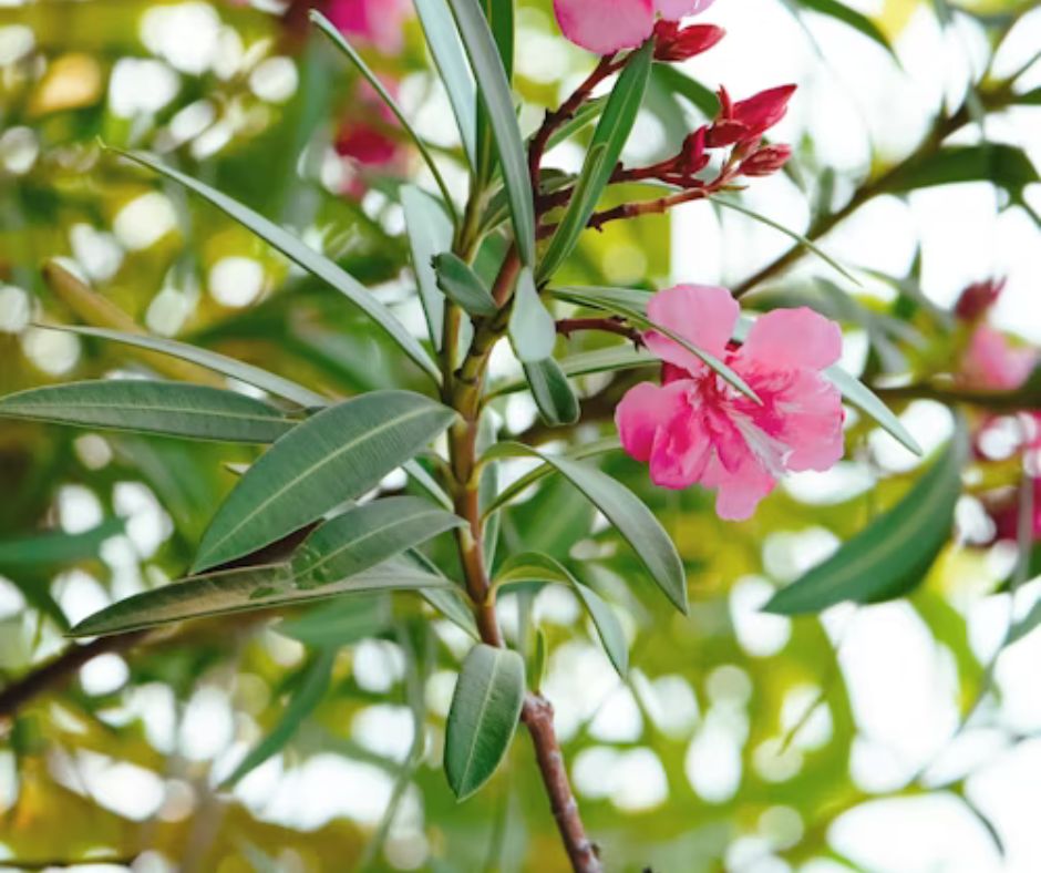 Oleander - Nerium oleander