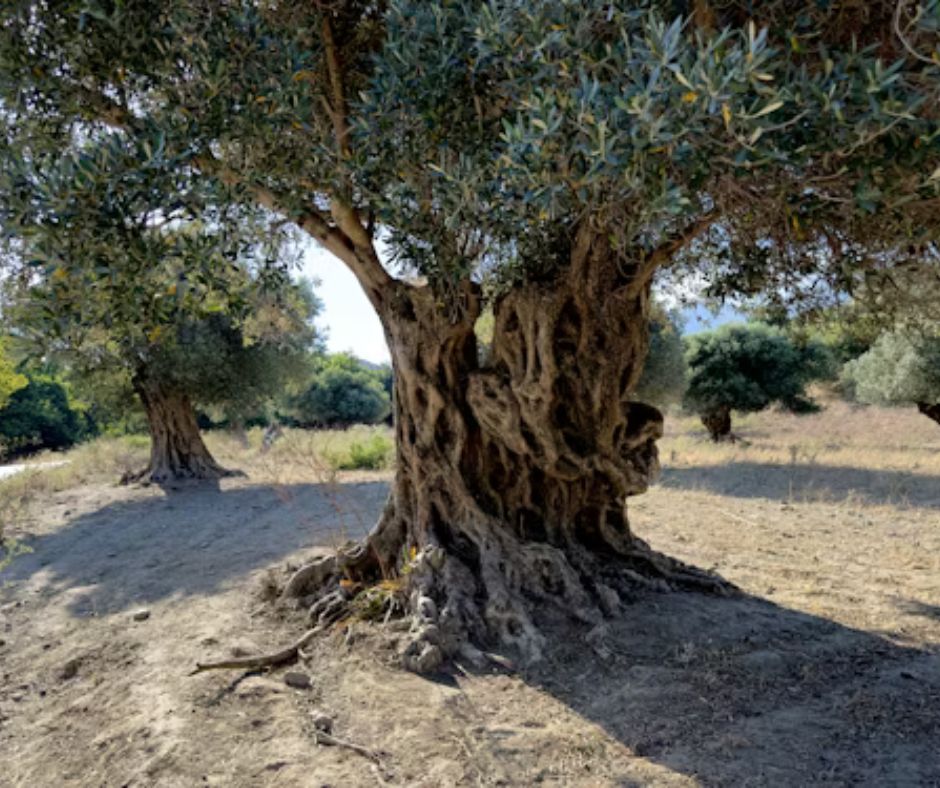 Olive Tree - Olea europaea