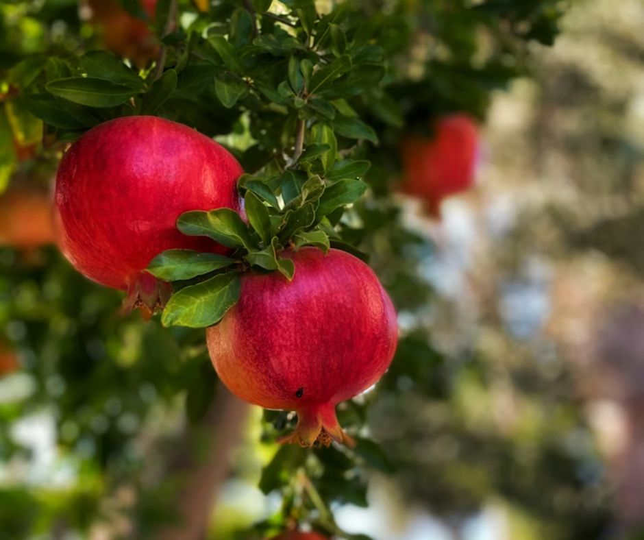 Pomegranate Tree - Punica granatum
