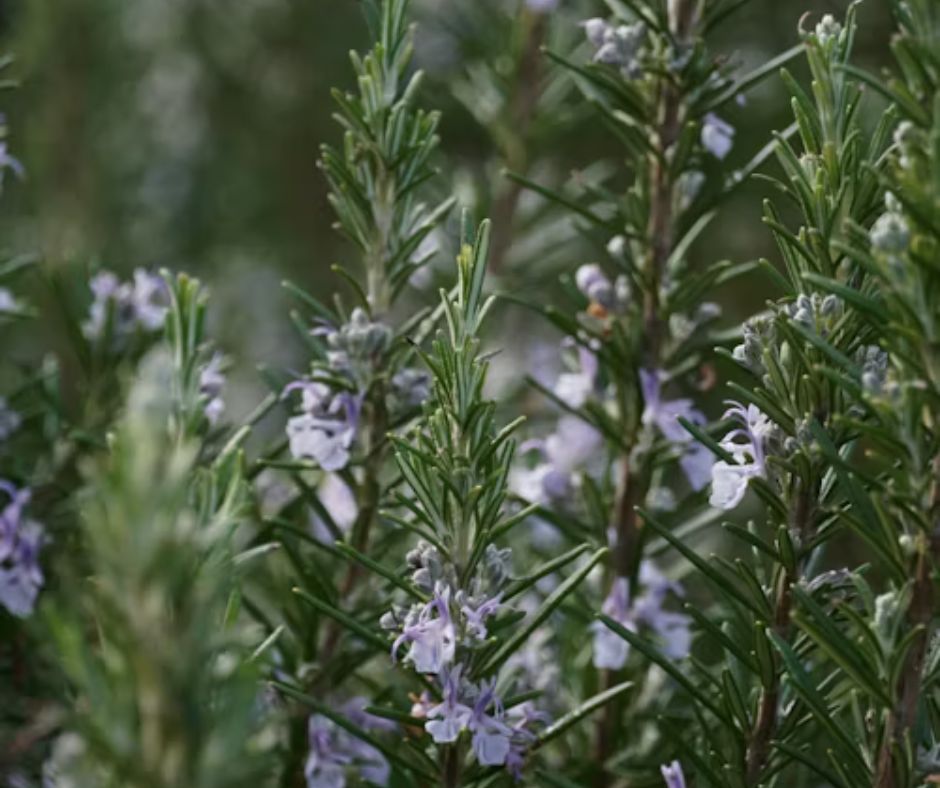 Rosemary - Rosmarinus officinalis