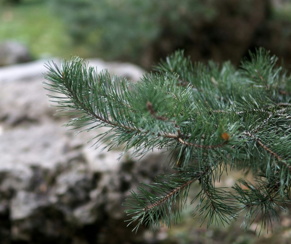 Stone Pine - Pinus pinea